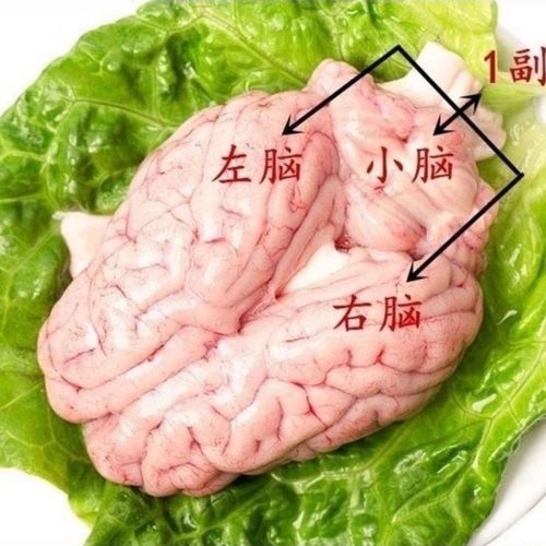 猪脑是什么？好吃吗「头骨与发型的关系」 电动汽车品牌